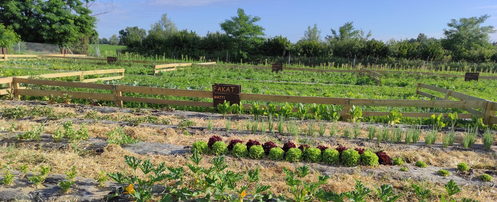 vrt, vrtovi, povrće, svježe, domaće, ekološko, jeftino, povoljno, lokalno, organsko
