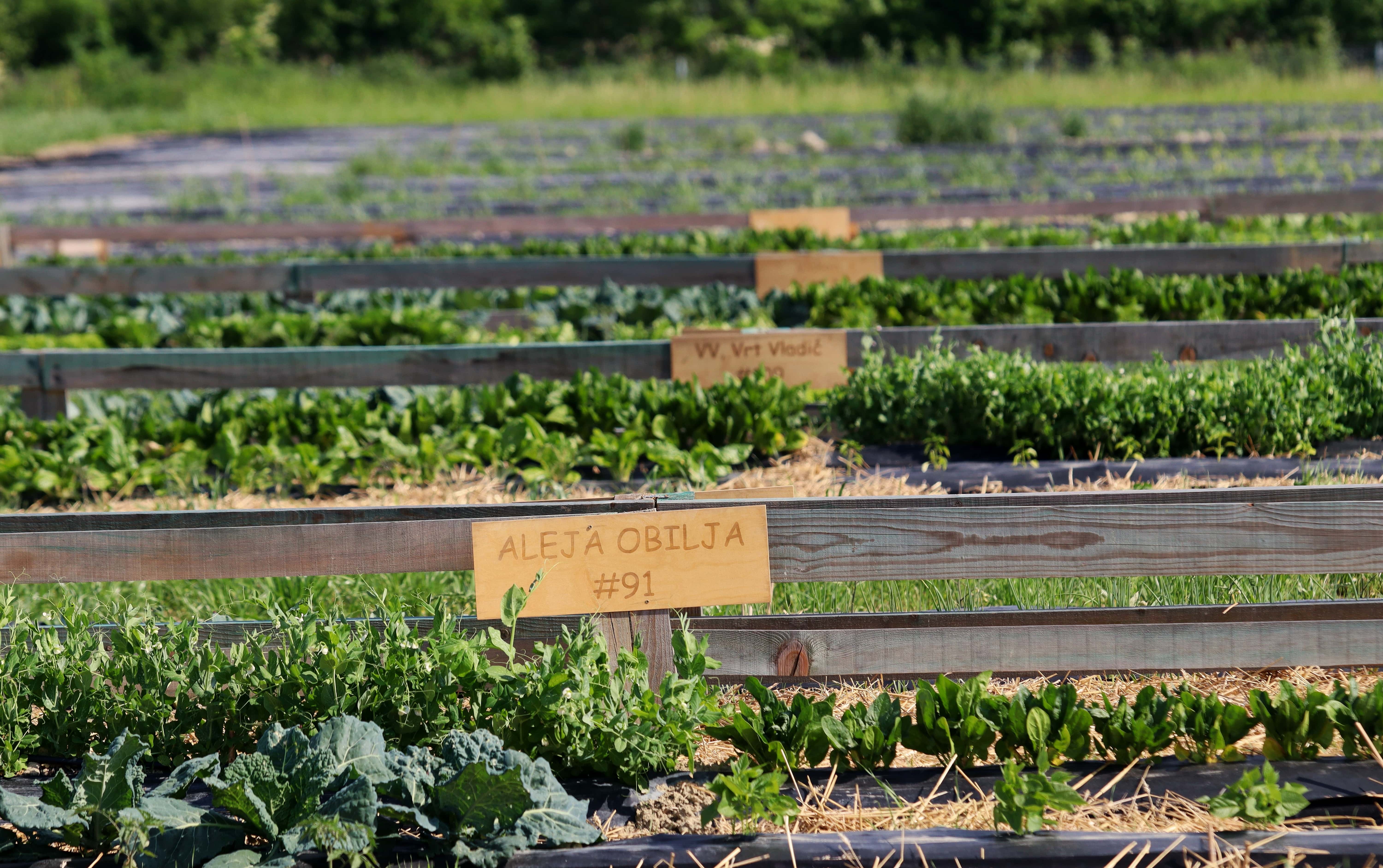 povrće raste u vrtu, zeleno, održivo, svježe, od polja do stola, moderno, ekologija